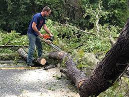Best Emergency Tree Removal  in Lindenhurst, IL