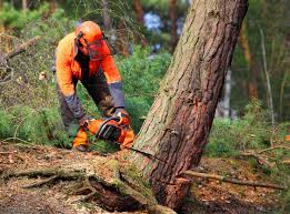 Best Seasonal Cleanup (Spring/Fall)  in Lindenhurst, IL