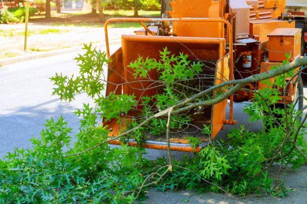 Best Tree Trimming and Pruning  in Lindenhurst, IL