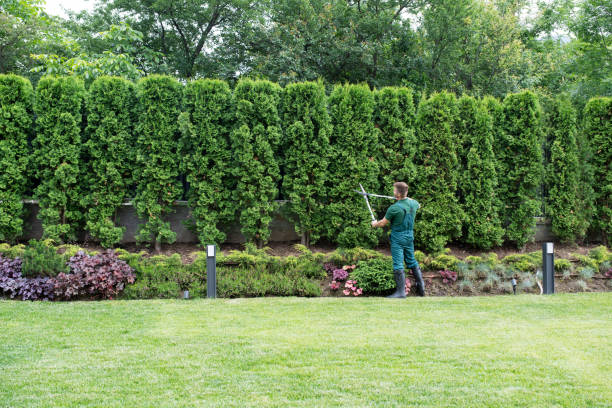 Professional Tree Services in Lindenhurst, IL
