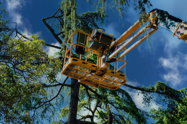 How Our Tree Care Process Works  in  Lindenhurst, IL