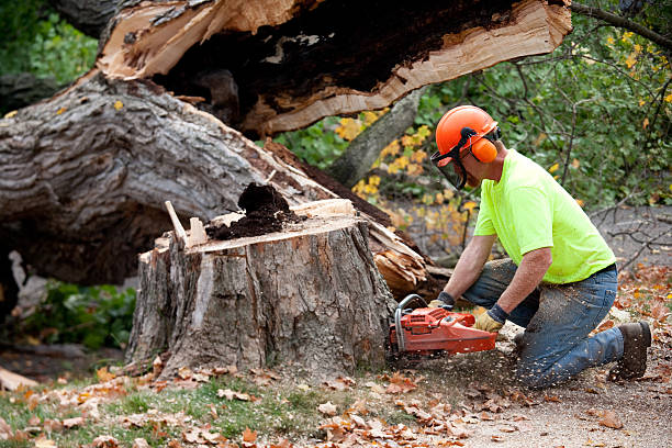 Best Leaf Removal  in Lindenhurst, IL