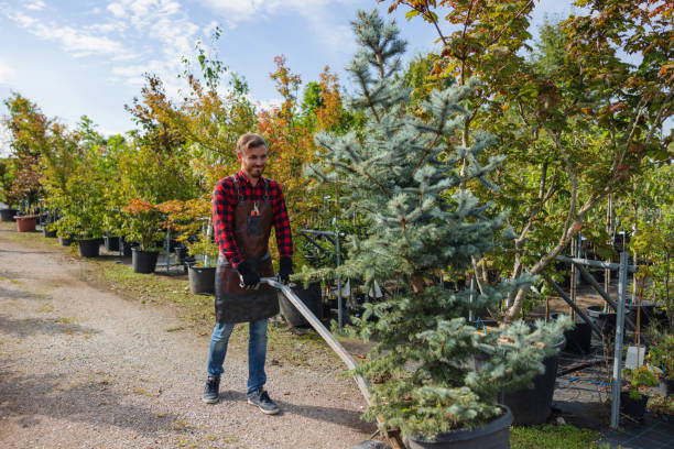 How Our Tree Care Process Works  in  Lindenhurst, IL