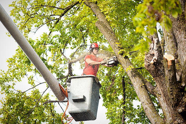 Best Firewood Processing and Delivery  in Lindenhurst, IL